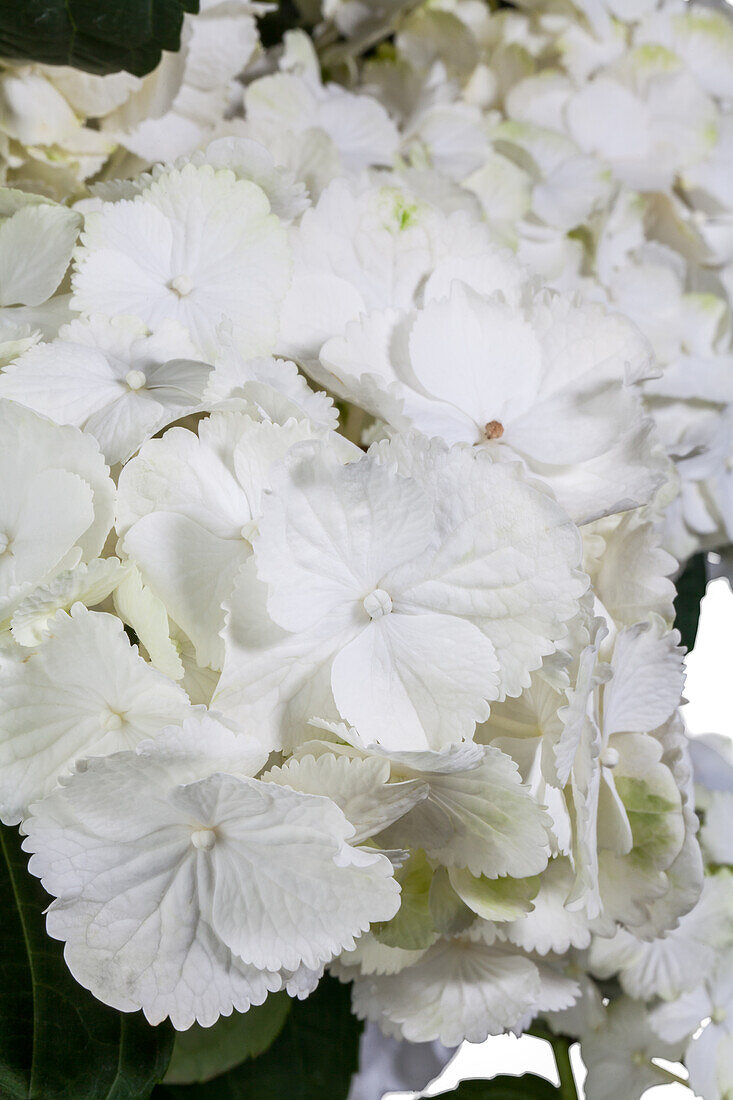 Hydrangea macrophylla