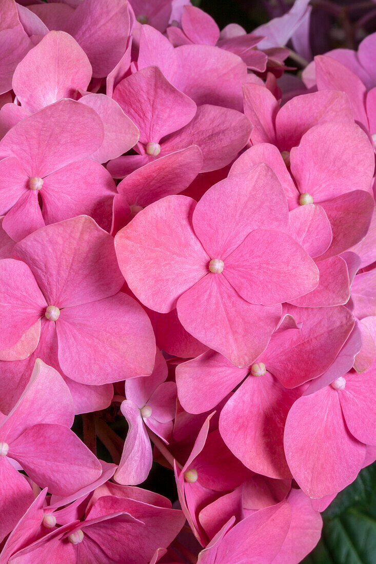 Hydrangea macrophylla, red