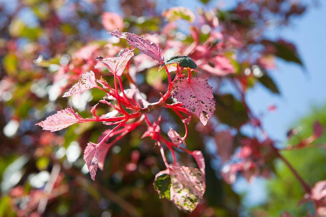 Acer conspicuum Red Flamingo