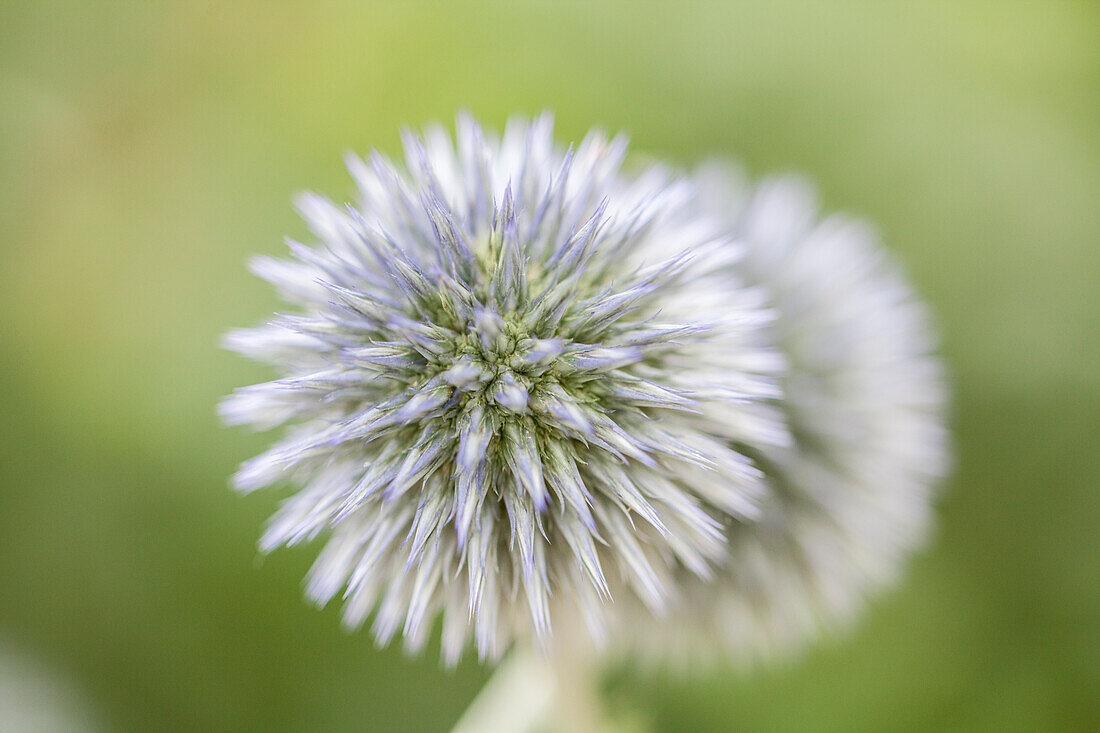 Echinops ritro