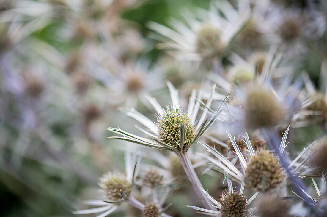 Eryngium bourgatii