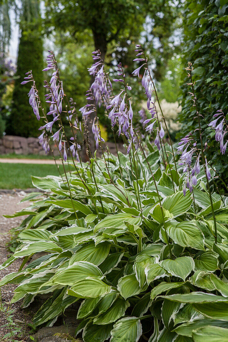 Hosta