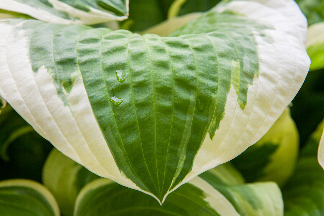 Hosta