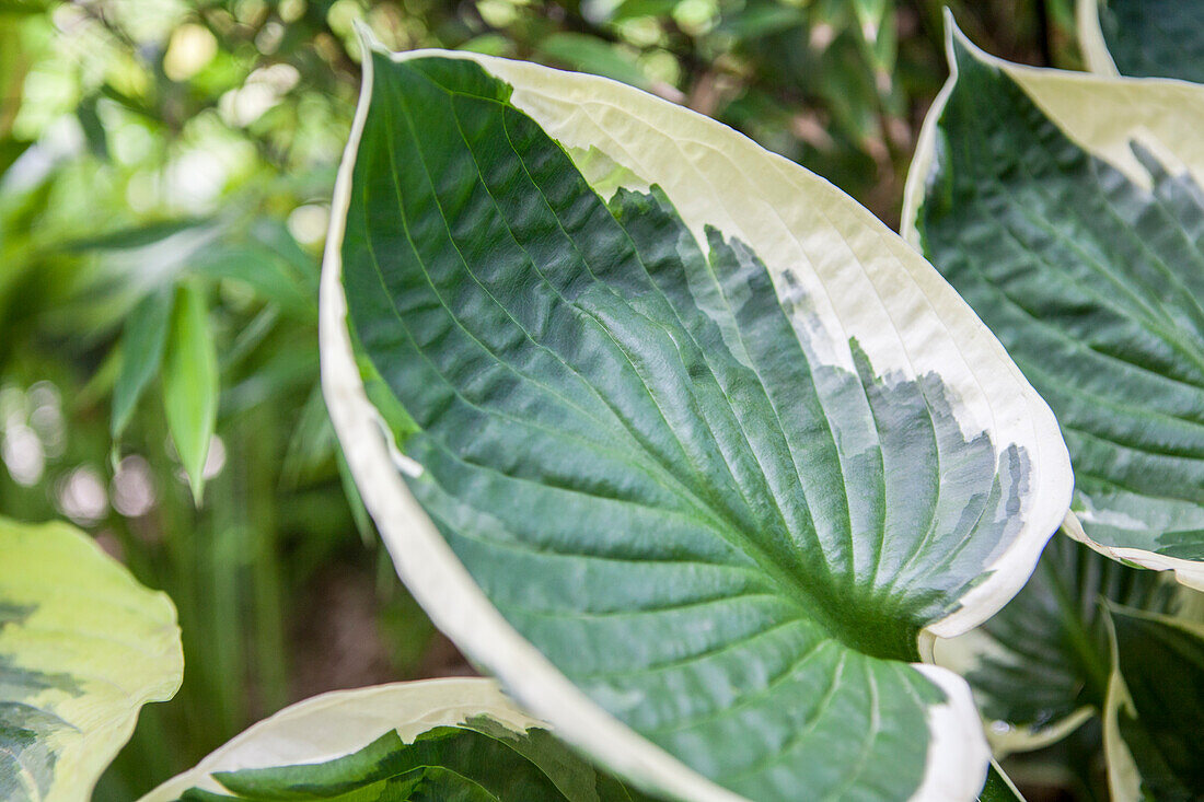 Hosta 'Patriot'