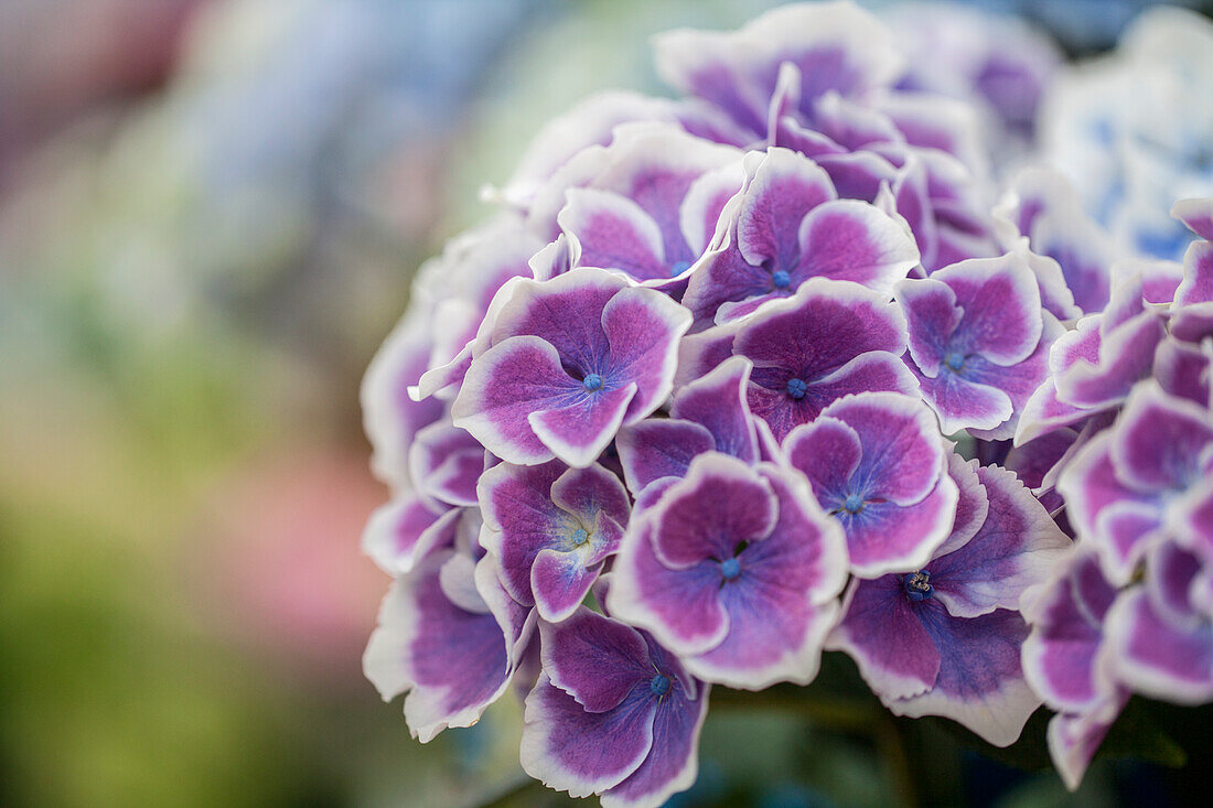 Hydrangea macrophylla 'Bavaria'®