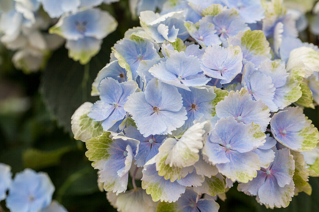 Hydrangea macrophylla 'Blue Wonder'®