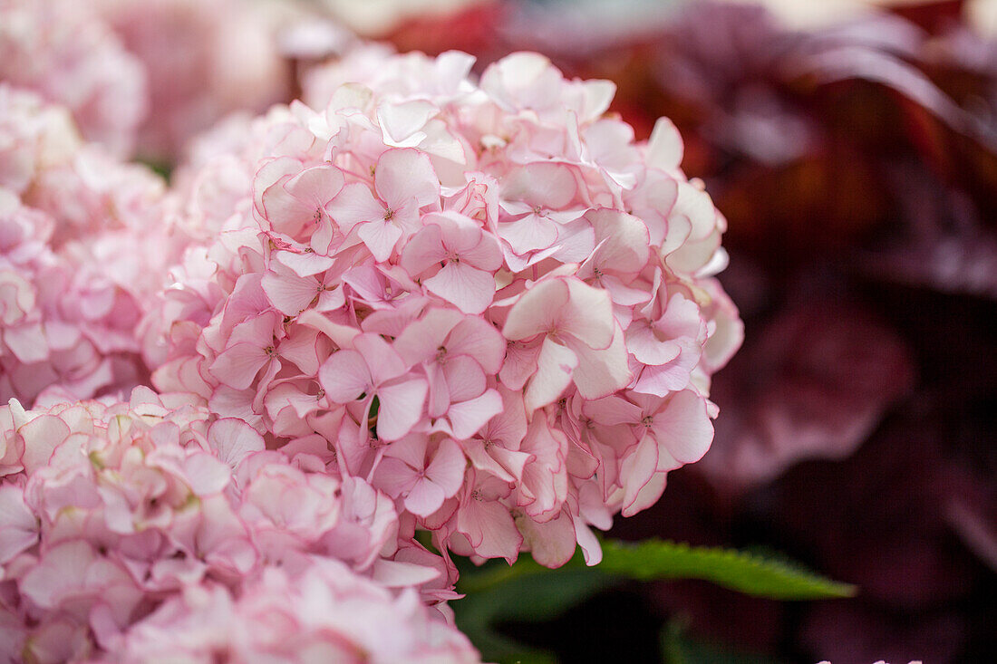 Hydrangea macrophylla 'Chique'®