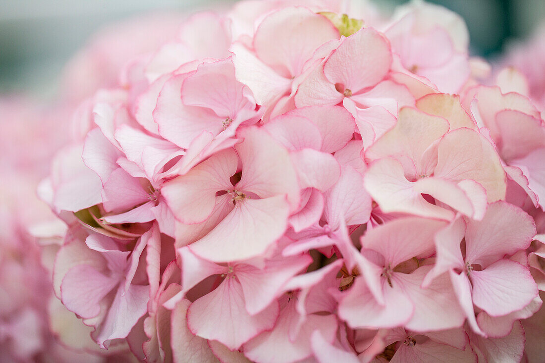 Hydrangea macrophylla 'Chique'®