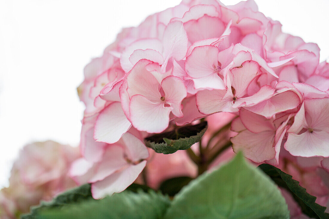 Hydrangea macrophylla 'Chique'®