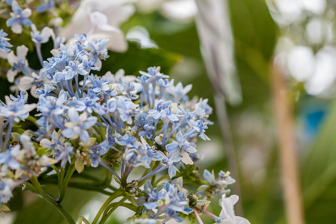 Hydrangea macrophylla 'Fireworks White'®