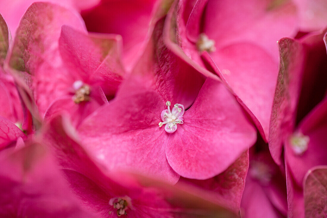 Hydrangea macrophylla 'Green Shadow'(s)