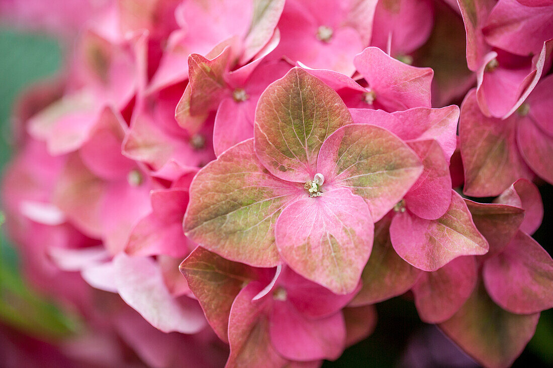 Hydrangea macrophylla 'Green Shadow'(s)