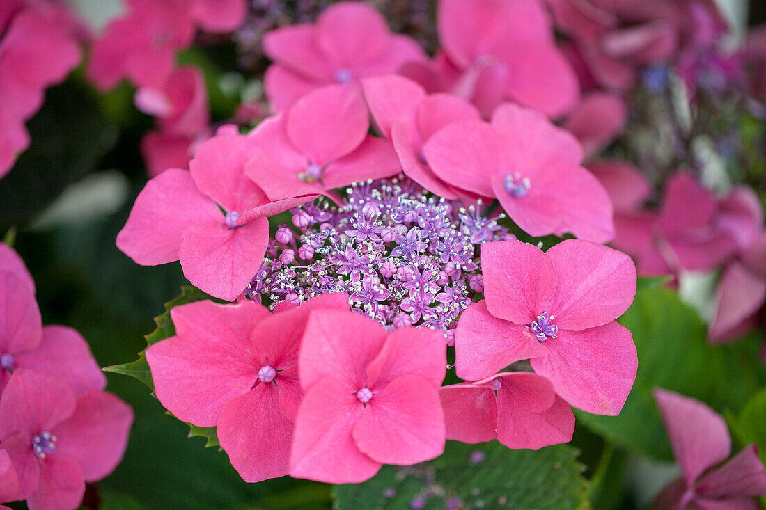 Hydrangea macrophylla 'Kardinal' (s)