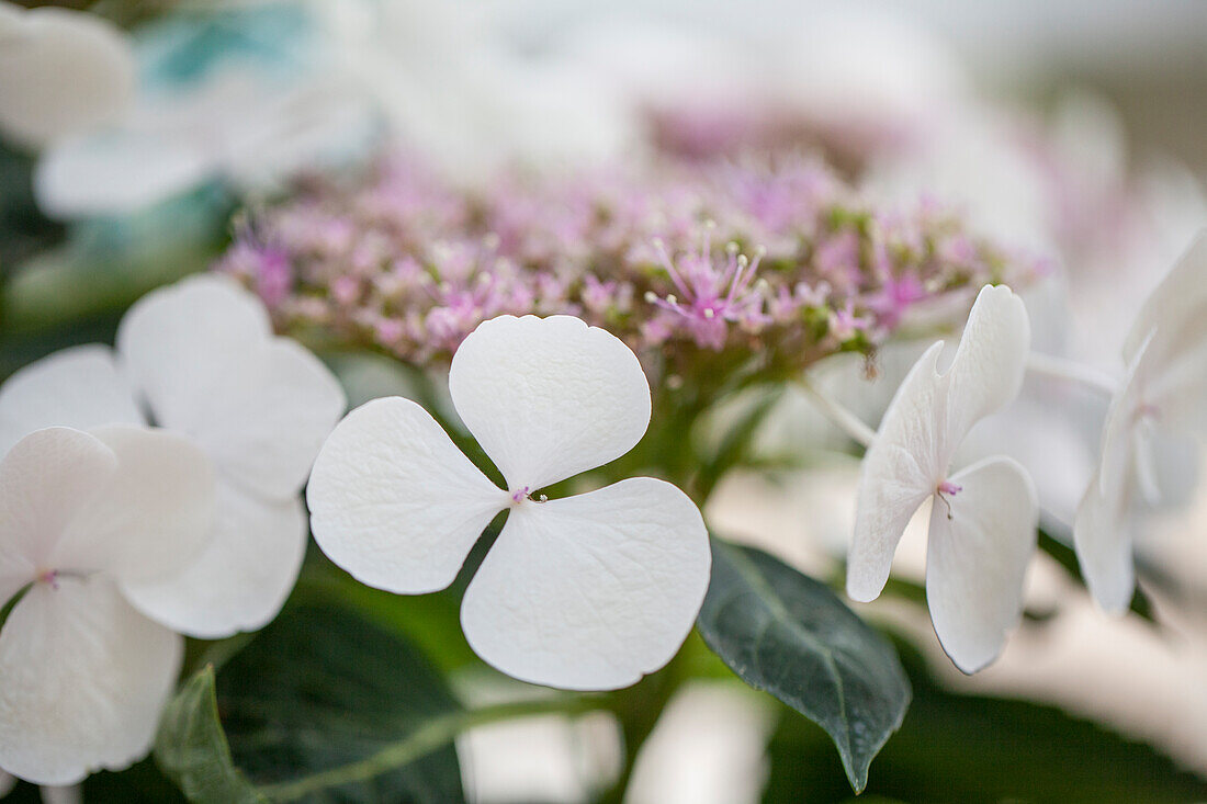 Hydrangea macrophylla 'Libelle'