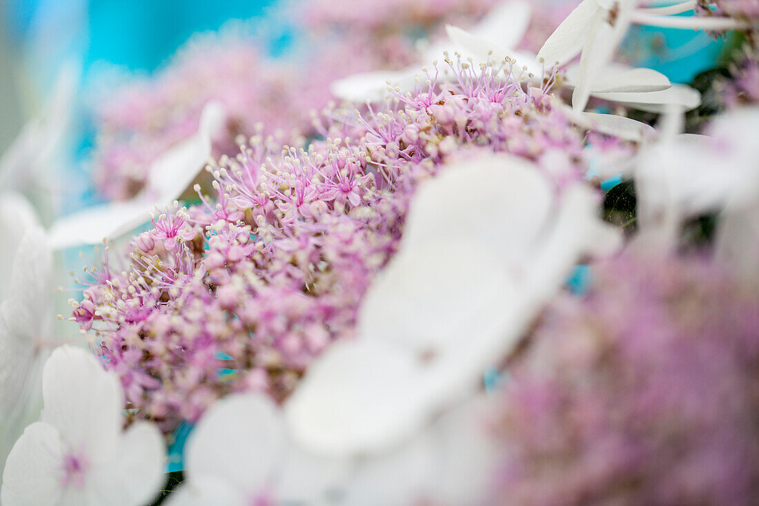 Hydrangea macrophylla 'Libelle'