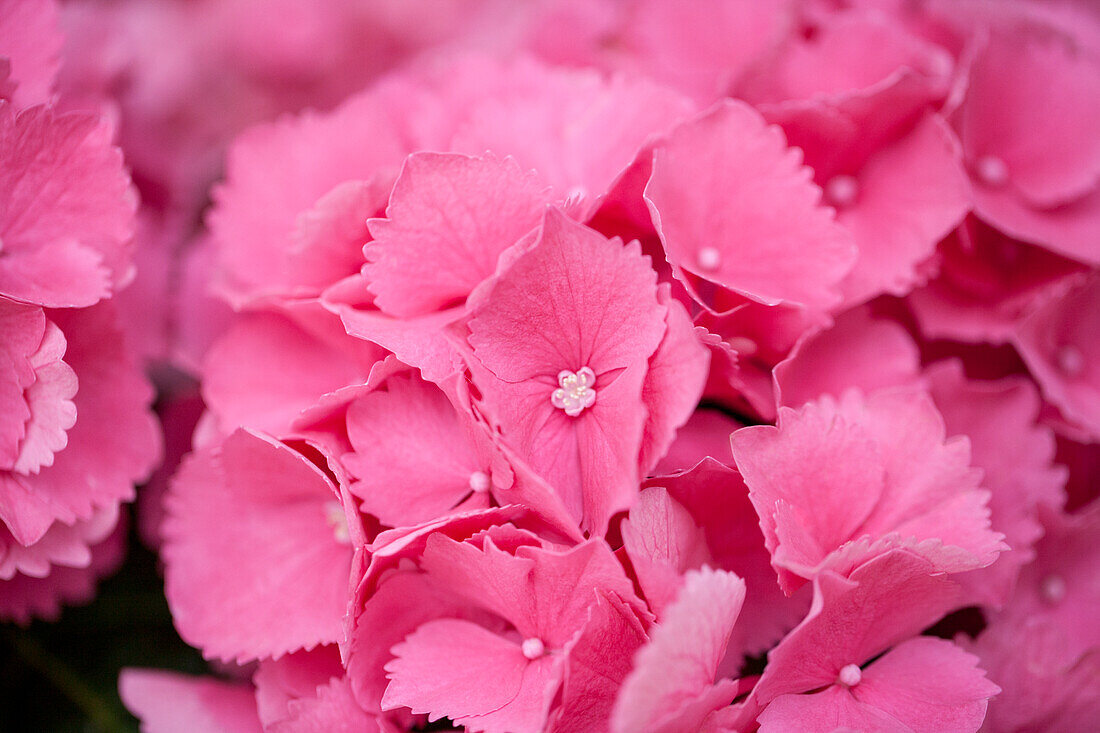 Hydrangea macrophylla 'Schöne Bautznerin'