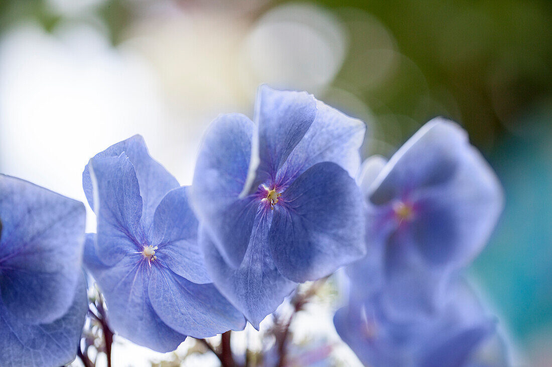 Hydrangea macrophylla 'Black Steel® Zorro'