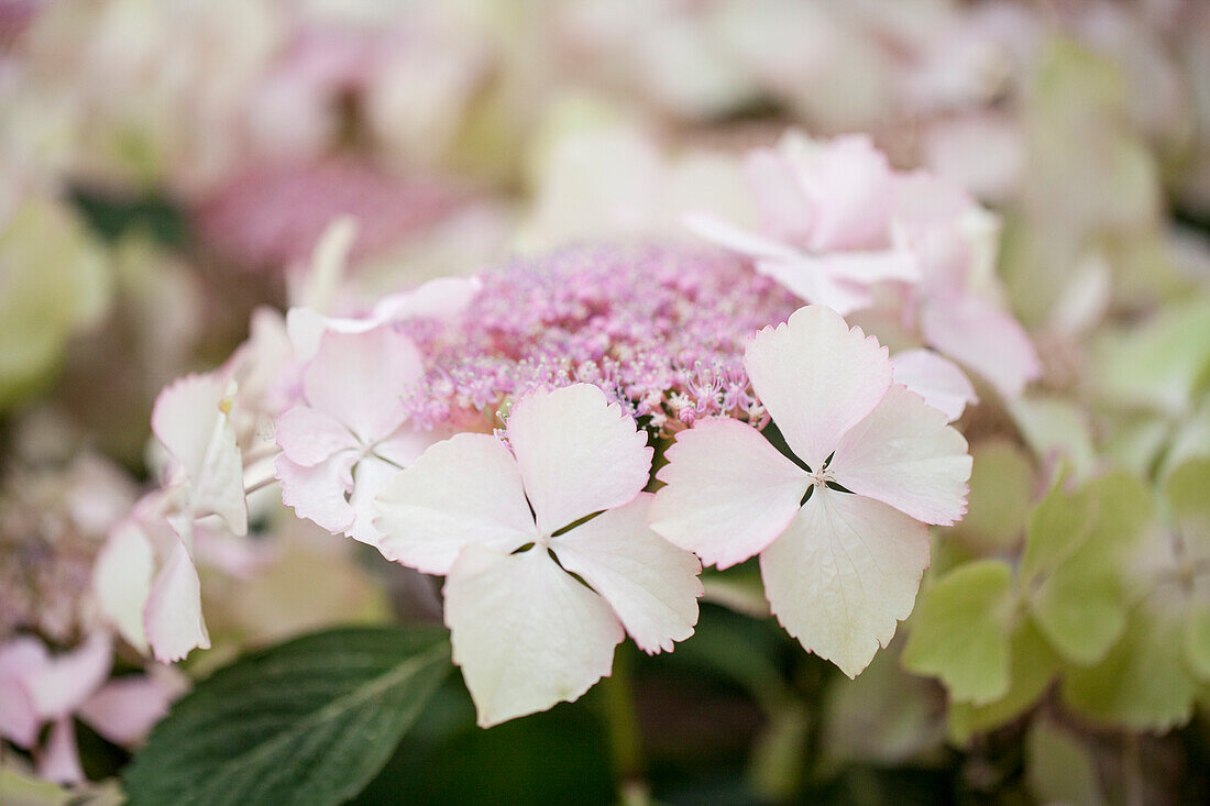 Hydrangea macrophylla 'Love You Kiss'®