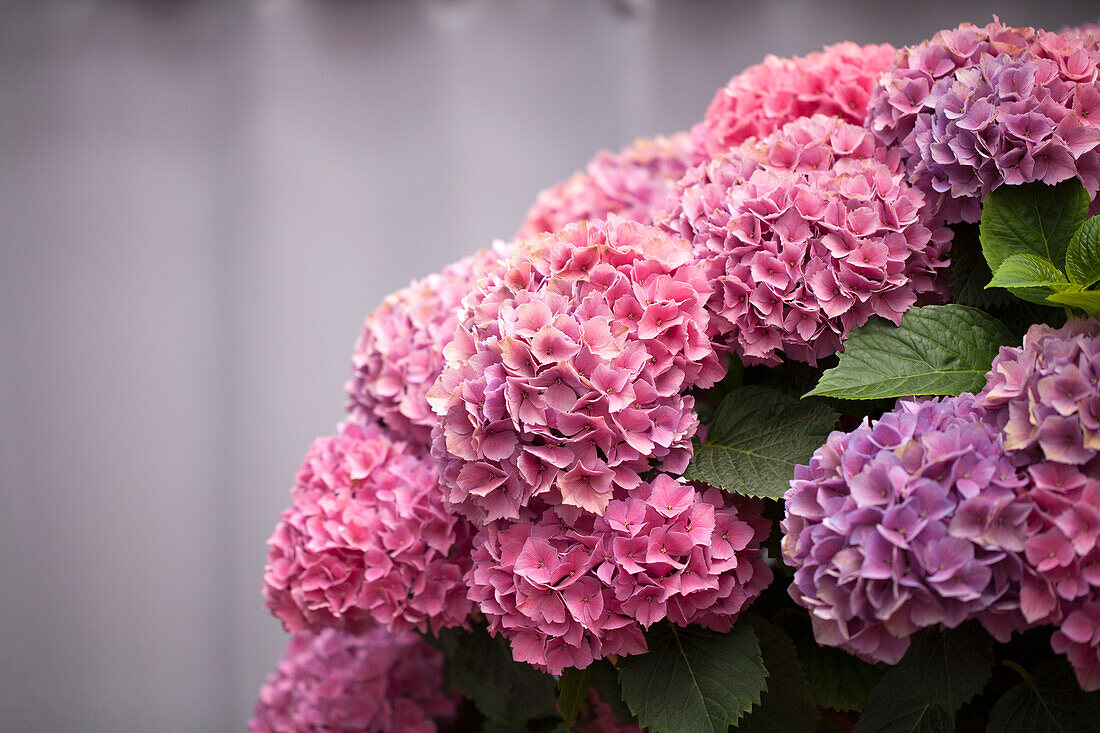 Hydrangea macrophylla, pink