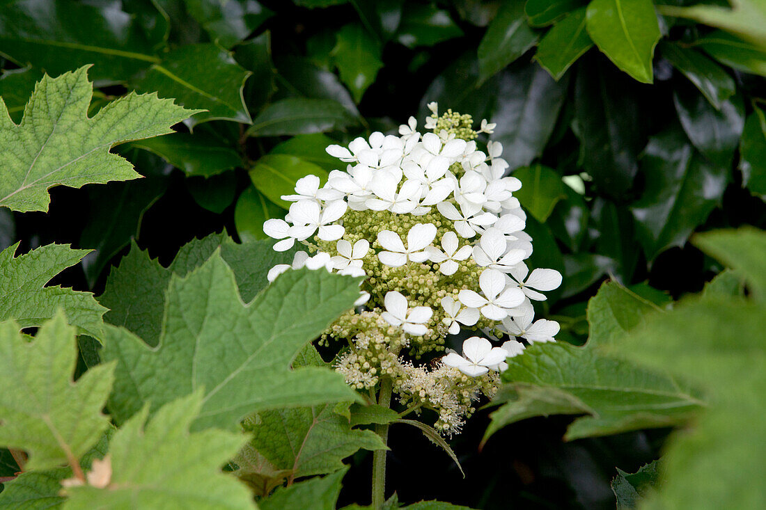 Hydrangea quercifolia