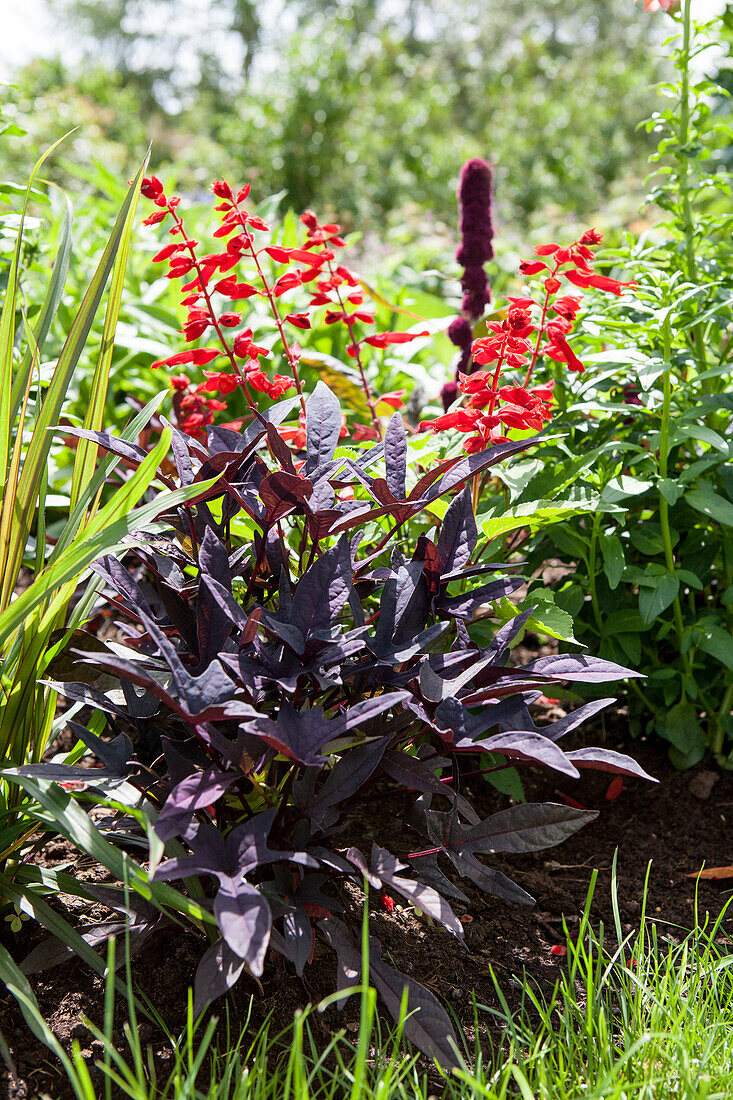 Ipomoea batatas SWEET CAROLINE 'Purple'(s)