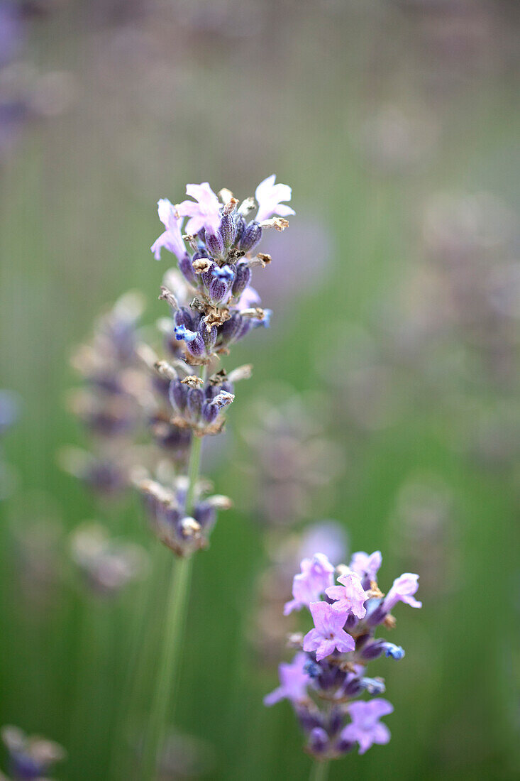 Lavandula angustifolia 'Munstead'