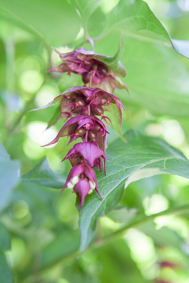 Leycesteria formosa