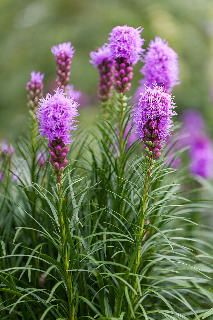 Liatris spicata 'Kobold'