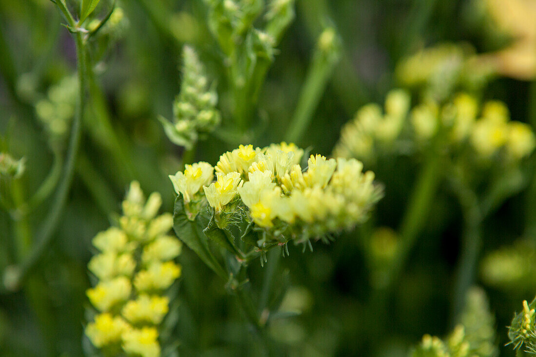 Limonium sinuatum 'Fortress Yellow'