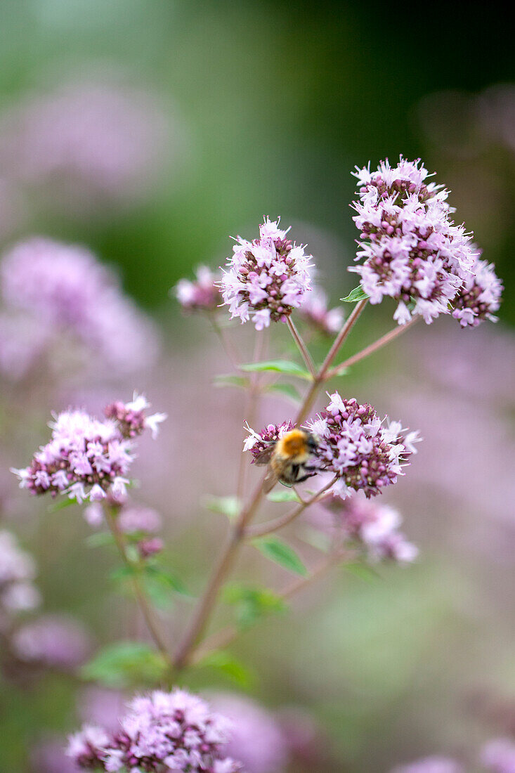 Origanum vulgare