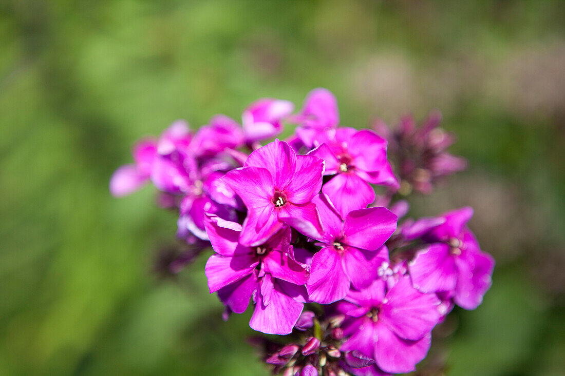 Phlox paniculata 'Starfire'