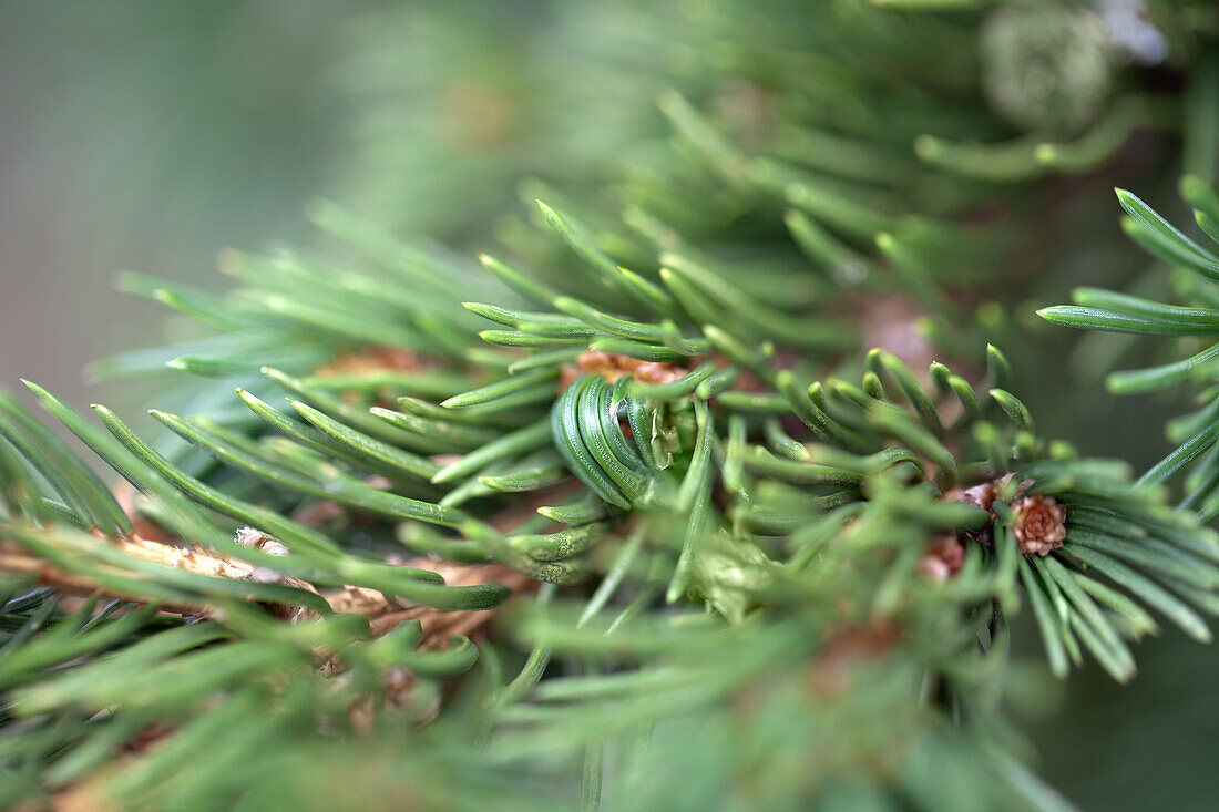 Picea pungens 'Lucky Strike'