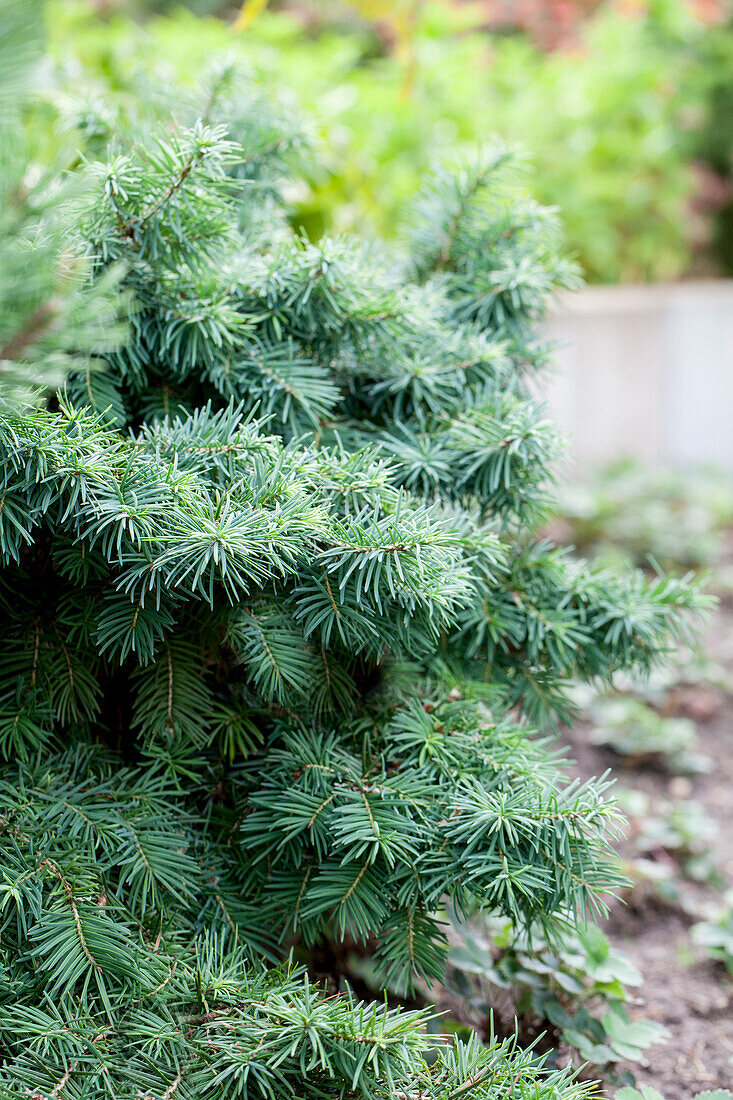 Pseudotsuga menziesii 'Fletcheri'