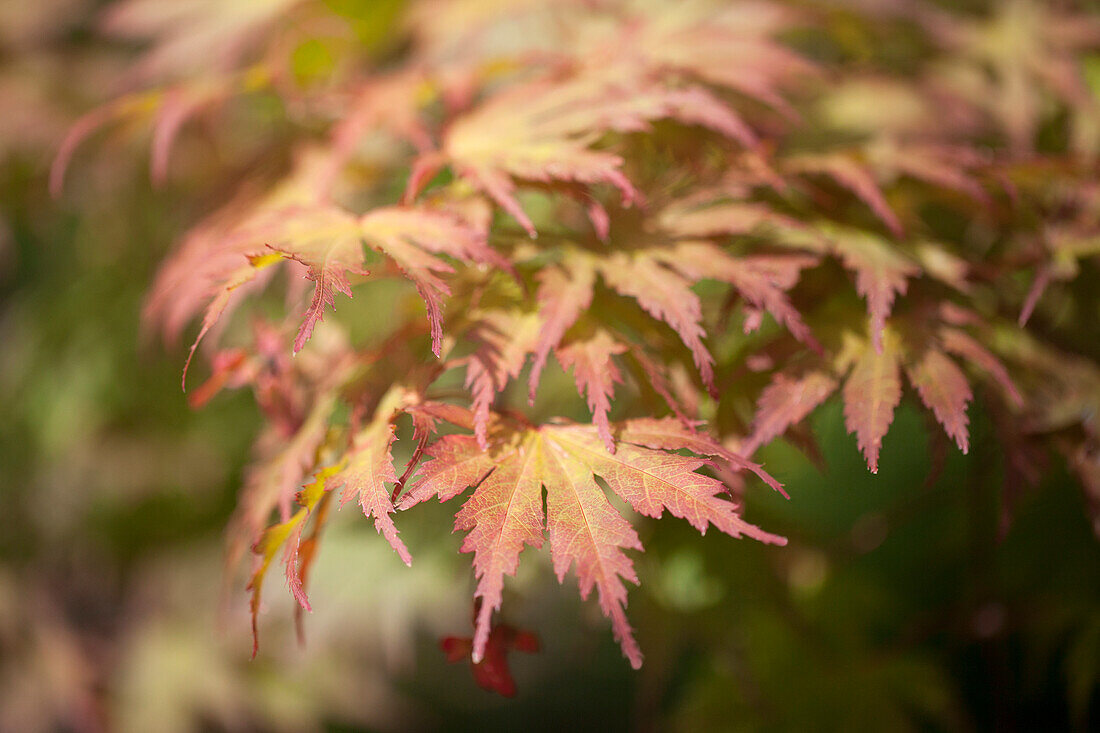 Acer palmatum 'Ariadne'