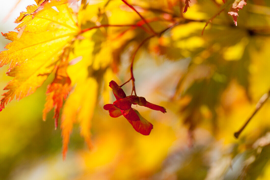 Acer palmatum 'Ariadne'