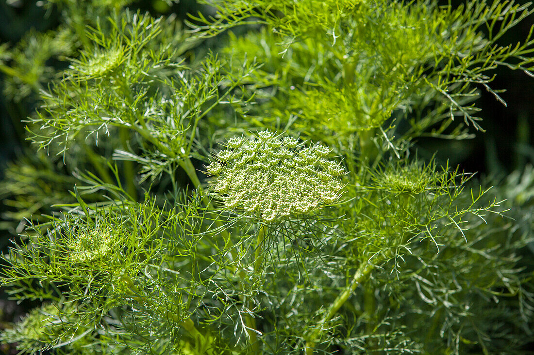 Animi visnaga Green Mist