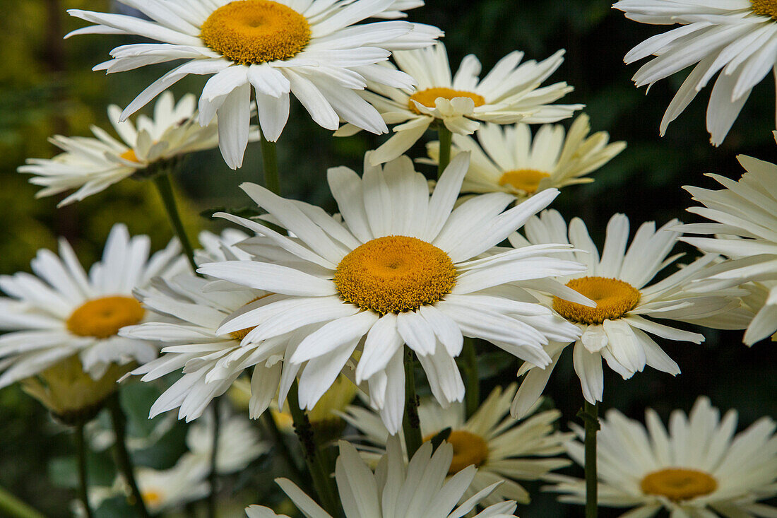 Argyranthemum