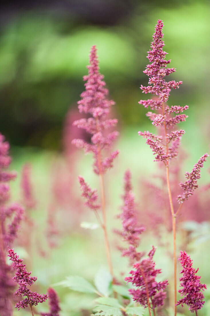 Astilbe x arendsii 'Fanal