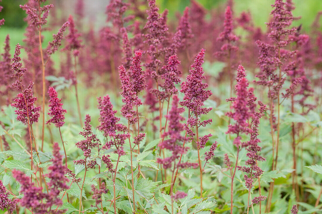 Astilbe x arendsii 'Fanal'