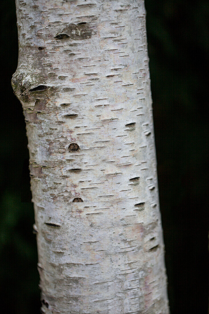 Betula pendula