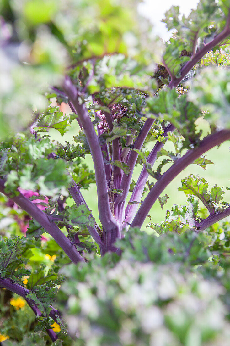 Brassica oleracea var. sabellica 'Redbor F1'