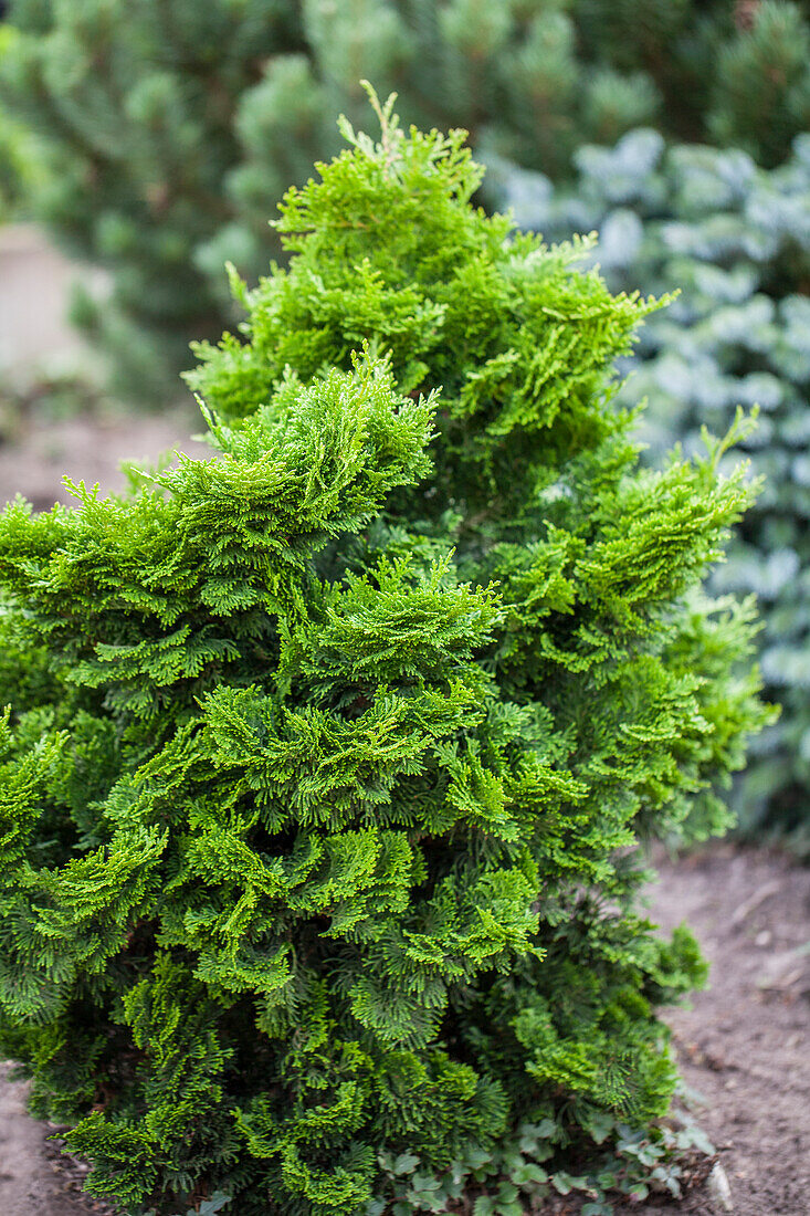 Chamaecyparis obtusa 'Nana Gracilis'