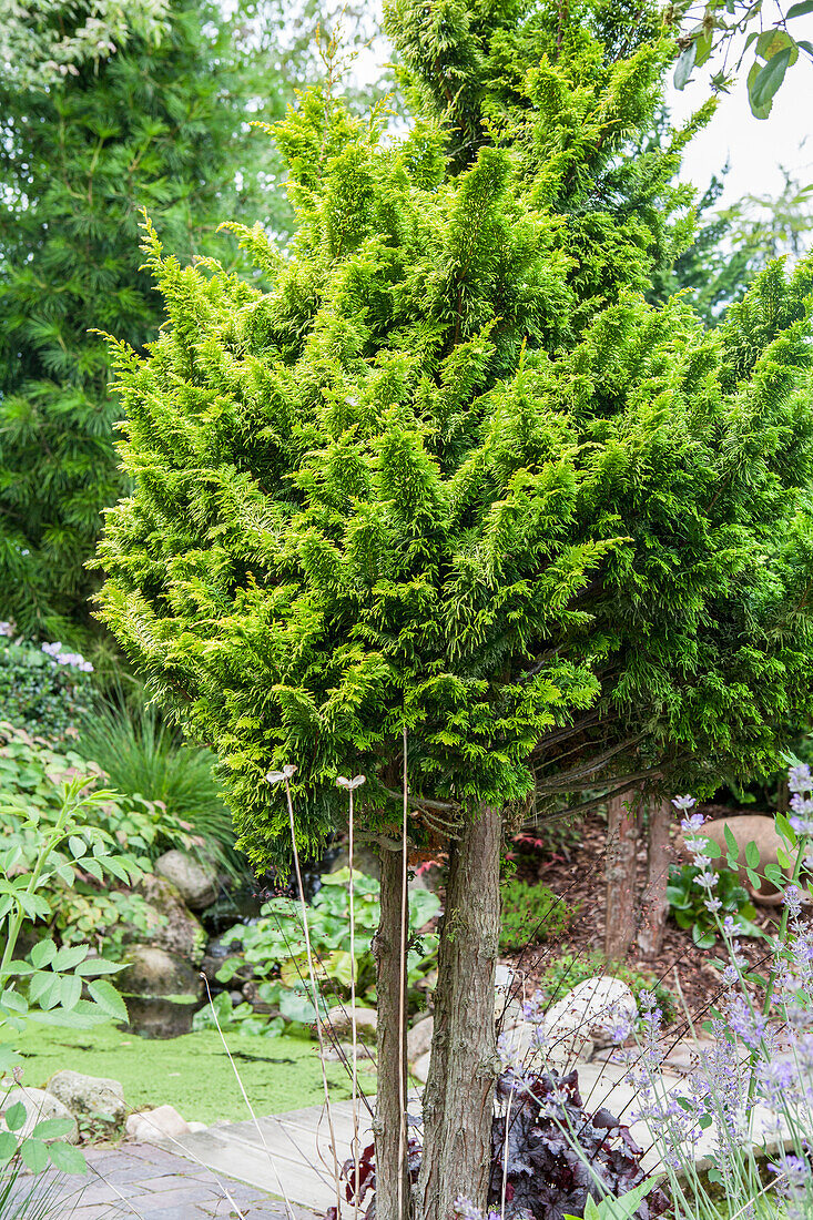 Chamaecyparis obtusa 'Tetragona Aurea'