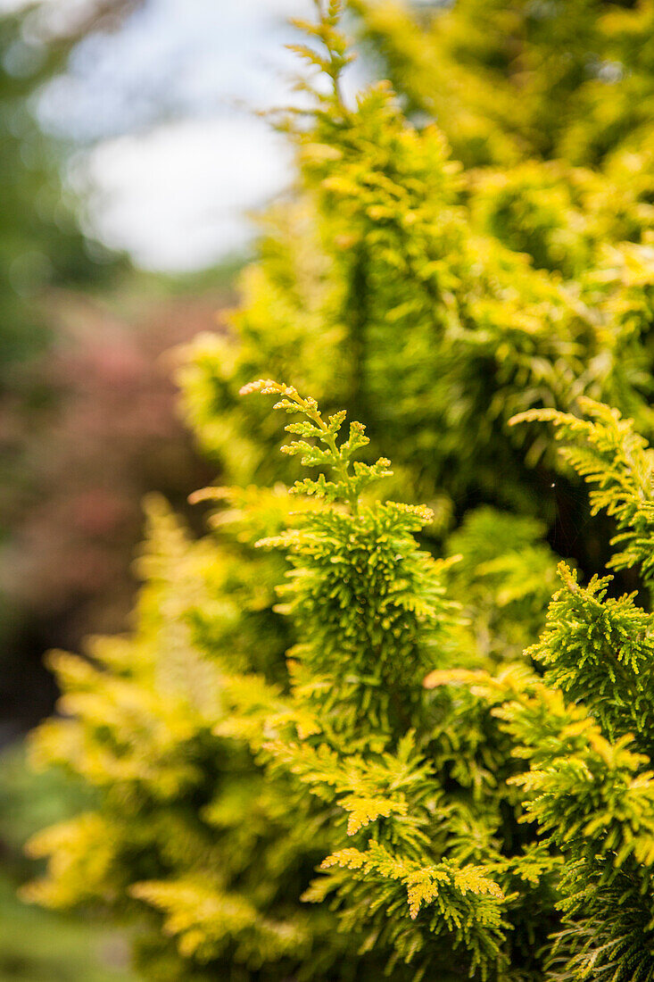 Chamaecyparis obtusa 'Tetragona Aurea'