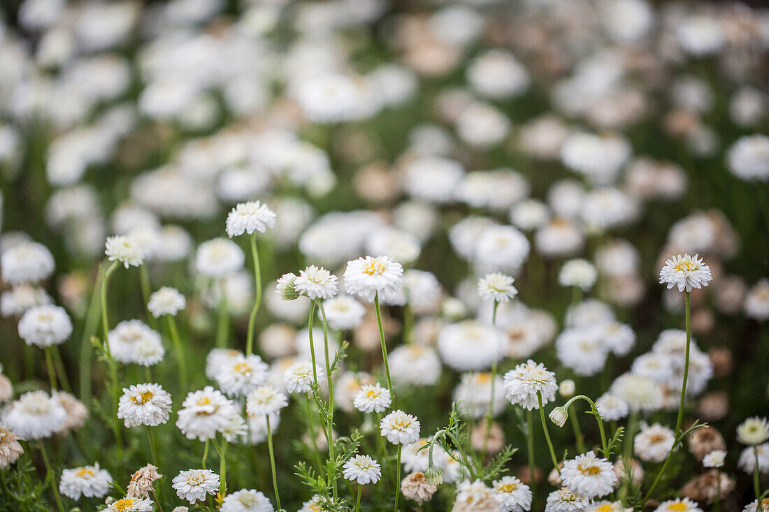 Chamaemelum nobile 'Plenum'