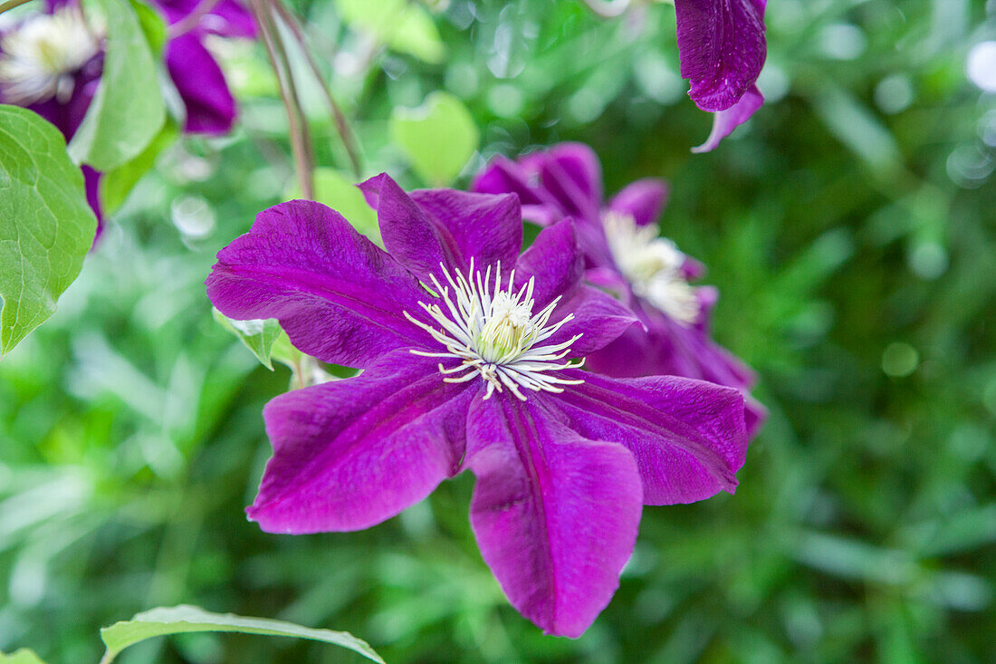 Clematis 'Warszawska Nike