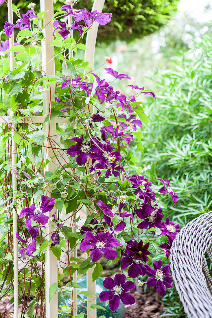 Clematis 'Warszawska Nike'