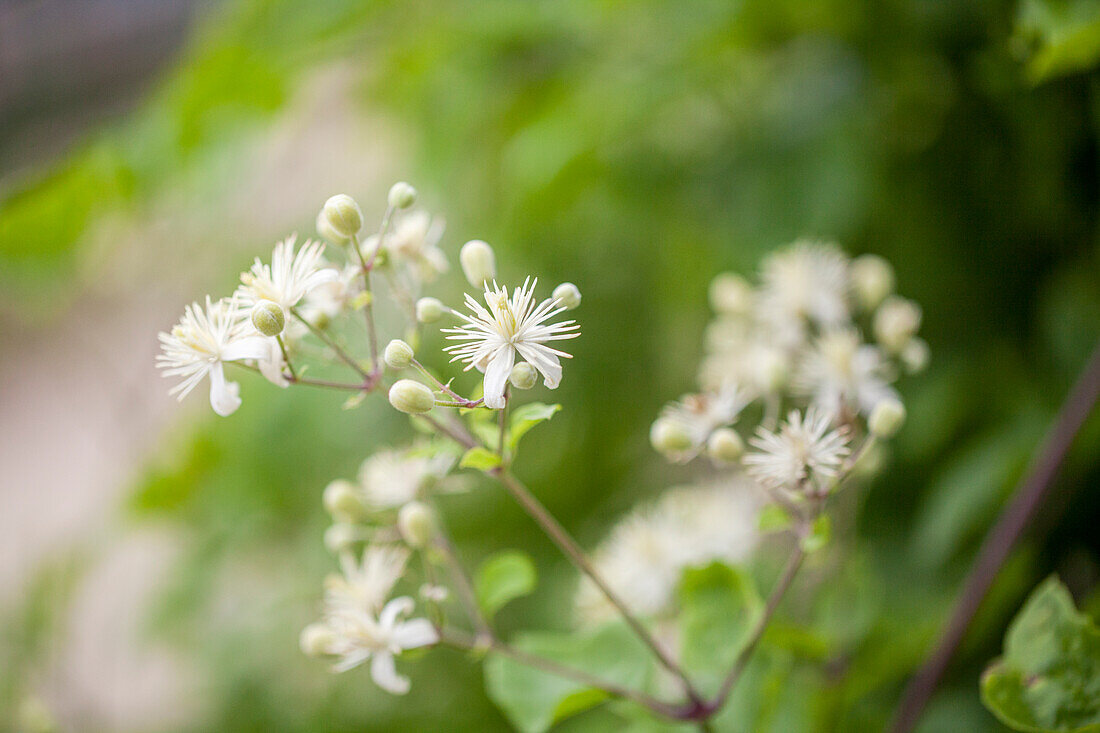 Clematis vitalba