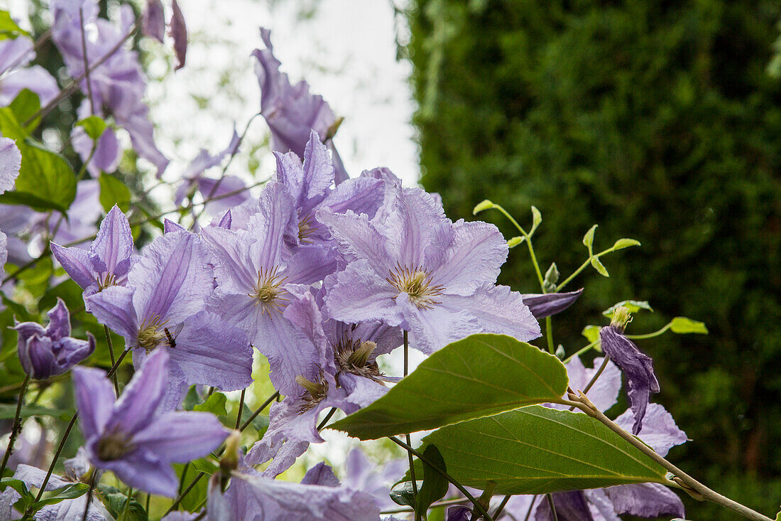 Clematis viticella 'Blue Angel'