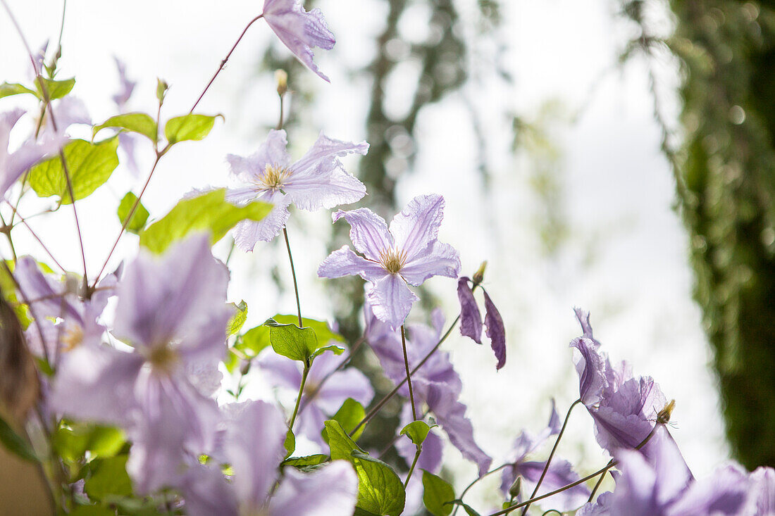 Clematis viticella 'Blekitny Aniol'